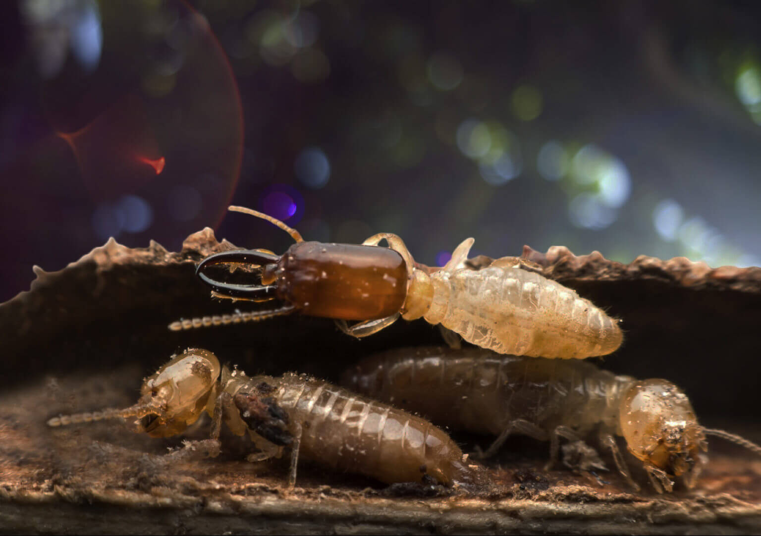 What Is A Termite Barrier? A Pest Control Guide This 2022